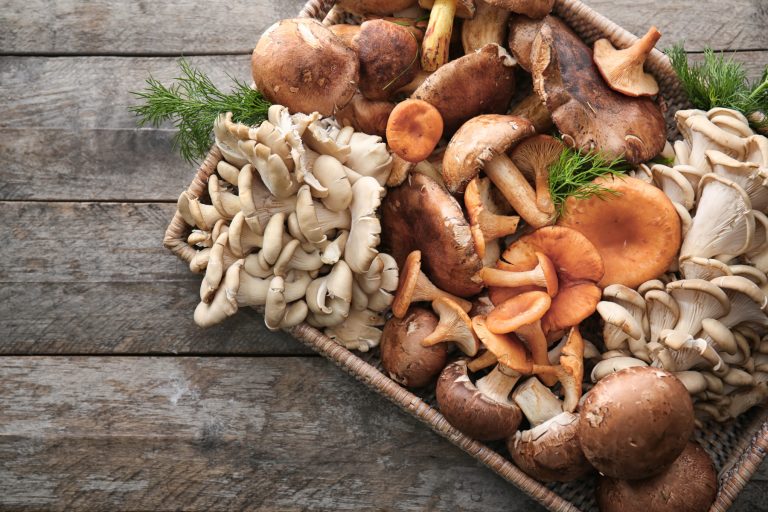 different-types-of-mushrooms